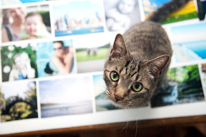 How to Print and Frame Photos Online